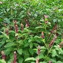 Phytolacca esculenta